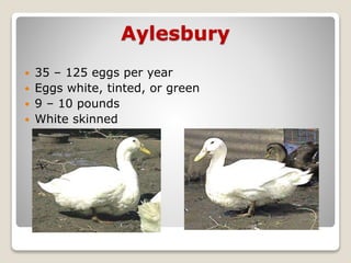 Aylesbury
 35 – 125 eggs per year
 Eggs white, tinted, or green
 9 – 10 pounds
 White skinned
 