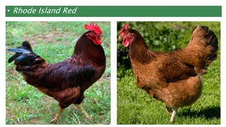 • Rhode Island Red
 