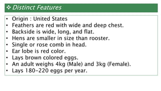 Distinct Features
• Origin : United States
• Feathers are red with wide and deep chest.
• Backside is wide, long, and flat.
• Hens are smaller in size than rooster.
• Single or rose comb in head.
• Ear lobe is red color.
• Lays brown colored eggs.
• An adult weighs 4kg (Male) and 3kg (Female).
• Lays 180-220 eggs per year.
 