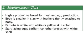 2. Mediterranean Class
• Highly productive breed for meat and egg production.
• Body is smaller in size with feathers tightly attached to
body.
• Ear lobe is white with white or yellow skin color.
• Start laying eggs earlier than other breeds with white
shell.
 