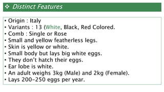  Distinct Features
• Origin : Italy
• Variants : 13 (White, Black, Red Colored.
• Comb : Single or Rose
• Small and yellow featherless legs.
• Skin is yellow or white.
• Small body but lays big white eggs.
• They don’t hatch their eggs.
• Ear lobe is white.
• An adult weighs 3kg (Male) and 2kg (Female).
• Lays 200-250 eggs per year.
 