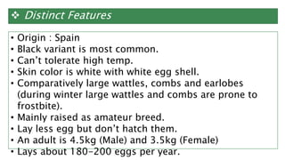  Distinct Features
• Origin : Spain
• Black variant is most common.
• Can’t tolerate high temp.
• Skin color is white with white egg shell.
• Comparatively large wattles, combs and earlobes
(during winter large wattles and combs are prone to
frostbite).
• Mainly raised as amateur breed.
• Lay less egg but don’t hatch them.
• An adult is 4.5kg (Male) and 3.5kg (Female)
• Lays about 180-200 eggs per year.
 