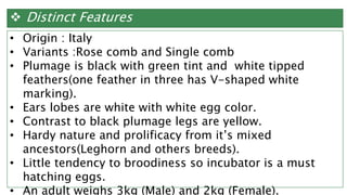  Distinct Features
• Origin : Italy
• Variants :Rose comb and Single comb
• Plumage is black with green tint and white tipped
feathers(one feather in three has V-shaped white
marking).
• Ears lobes are white with white egg color.
• Contrast to black plumage legs are yellow.
• Hardy nature and prolificacy from it’s mixed
ancestors(Leghorn and others breeds).
• Little tendency to broodiness so incubator is a must
hatching eggs.
• An adult weighs 3kg (Male) and 2kg (Female).
 