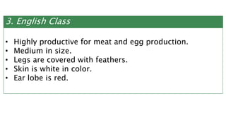 3. English Class
• Highly productive for meat and egg production.
• Medium in size.
• Legs are covered with feathers.
• Skin is white in color.
• Ear lobe is red.
 