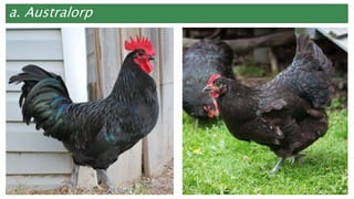 a. Australorp
 