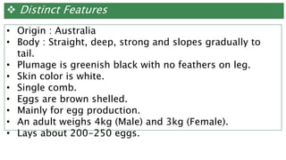  Distinct Features
• Origin : Australia
• Body : Straight, deep, strong and slopes gradually to
tail.
• Plumage is greenish black with no feathers on leg.
• Skin color is white.
• Single comb.
• Eggs are brown shelled.
• Mainly for egg production.
• An adult weighs 4kg (Male) and 3kg (Female).
• Lays about 200-250 eggs.
 