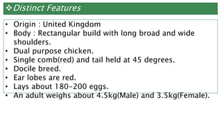 Distinct Features
• Origin : United Kingdom
• Body : Rectangular build with long broad and wide
shoulders.
• Dual purpose chicken.
• Single comb(red) and tail held at 45 degrees.
• Docile breed.
• Ear lobes are red.
• Lays about 180-200 eggs.
• An adult weighs about 4.5kg(Male) and 3.5kg(Female).
 