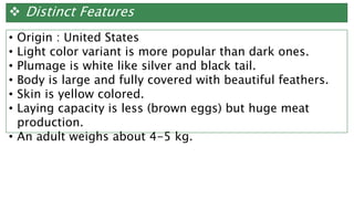  Distinct Features
• Origin : United States
• Light color variant is more popular than dark ones.
• Plumage is white like silver and black tail.
• Body is large and fully covered with beautiful feathers.
• Skin is yellow colored.
• Laying capacity is less (brown eggs) but huge meat
production.
• An adult weighs about 4-5 kg.
 
