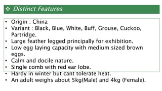  Distinct Features
• Origin : China
• Variant : Black, Blue, White, Buff, Grouse, Cuckoo,
Partridge.
• Large feather legged principally for exhibition.
• Low egg laying capacity with medium sized brown
eggs.
• Calm and docile nature.
• Single comb with red ear lobe.
• Hardy in winter but cant tolerate heat.
• An adult weighs about 5kg(Male) and 4kg (Female).
 