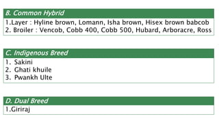 B. Common Hybrid
1.Layer : Hyline brown, Lomann, Isha brown, Hisex brown babcob
2. Broiler : Vencob, Cobb 400, Cobb 500, Hubard, Arboracre, Ross
C. Indigenous Breed
1. Sakini
2. Ghati khuile
3. Pwankh Ulte
D. Dual Breed
1.Giriraj
 