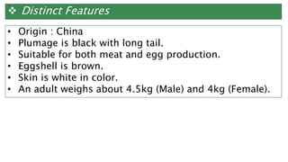  Distinct Features
• Origin : China
• Plumage is black with long tail.
• Suitable for both meat and egg production.
• Eggshell is brown.
• Skin is white in color.
• An adult weighs about 4.5kg (Male) and 4kg (Female).
 
