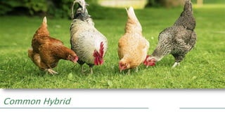 Common Hybrid
 
