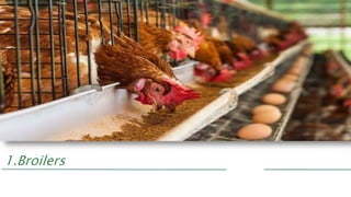 1.Broilers
 