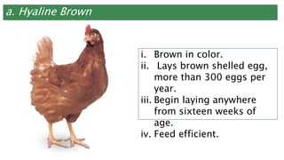 a. Hyaline Brown
i. Brown in color.
ii. Lays brown shelled egg,
more than 300 eggs per
year.
iii. Begin laying anywhere
from sixteen weeks of
age.
iv. Feed efficient.
 
