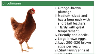 b. Lohmann
i. Orange-brown
plumage.
ii.Medium-sized and
has a long neck with
short tail feathers.
iii.Hardy with great
temperament.
iv.Friendly and docile.
v. Large brown eggs.
vi.Lays 290-320 brown
eggs per year.
vii.Start laying eggs at
 