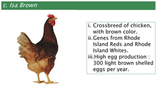 c. Isa Brown
i. Crossbreed of chicken,
with brown color.
ii.Genes from Rhode
Island Reds and Rhode
Island Whites.
iii.High egg production :
300 light brown shelled
eggs per year.
 
