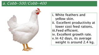 a. Cobb-500/Cobb-400
i. White feathers and
yellow skin.
ii. Excellent productivity at
lower cost feed rations.
iii.Feed efficient.
iv. Excellent growth rate.
v. In 42 days, its average
weight is around 2.4 kg.
 