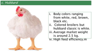 c. Hubbard
i. Body colors ranging
from white, red, brown,
black etc.
ii. Colored broilers but
hubbard classic is white.
iii. Average market weight
is around 2.5 kg.
iv. High feed efficiency.m
 