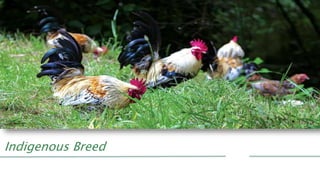 Indigenous Breed
 