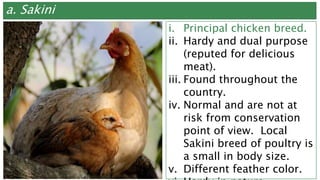 a. Sakini
i. Principal chicken breed.
ii. Hardy and dual purpose
(reputed for delicious
meat).
iii. Found throughout the
country.
iv. Normal and are not at
risk from conservation
point of view. Local
Sakini breed of poultry is
a small in body size.
v. Different feather color.
 
