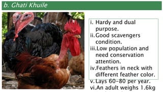 b. Ghati Khuile
i. Hardy and dual
purpose.
ii.Good scavengers
condition.
iii.Low population and
need conservation
attention.
iv.Feathers in neck with
different feather color.
v. Lays 60-80 per year.
vi.An adult weighs 1.6kg
 