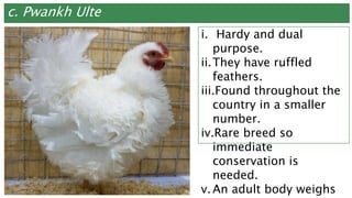c. Pwankh Ulte
i. Hardy and dual
purpose.
ii.They have ruffled
feathers.
iii.Found throughout the
country in a smaller
number.
iv.Rare breed so
immediate
conservation is
needed.
v. An adult body weighs
 