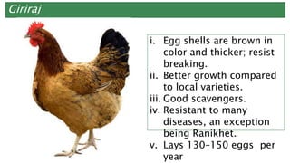 Giriraj
i. Egg shells are brown in
color and thicker; resist
breaking.
ii. Better growth compared
to local varieties.
iii. Good scavengers.
iv. Resistant to many
diseases, an exception
being Ranikhet.
v. Lays 130–150 eggs per
year
 