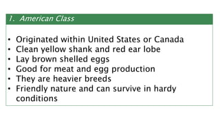 1. American Class
• Originated within United States or Canada
• Clean yellow shank and red ear lobe
• Lay brown shelled eggs
• Good for meat and egg production
• They are heavier breeds
• Friendly nature and can survive in hardy
conditions
 