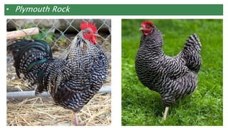 • Plymouth Rock
 