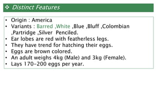  Distinct Features
• Origin : America
• Variants : Barred ,White ,Blue ,Bluff ,Colombian
,Partridge ,Silver Penciled.
• Ear lobes are red with featherless legs.
• They have trend for hatching their eggs.
• Eggs are brown colored.
• An adult weighs 4kg (Male) and 3kg (Female).
• Lays 170-200 eggs per year.
 