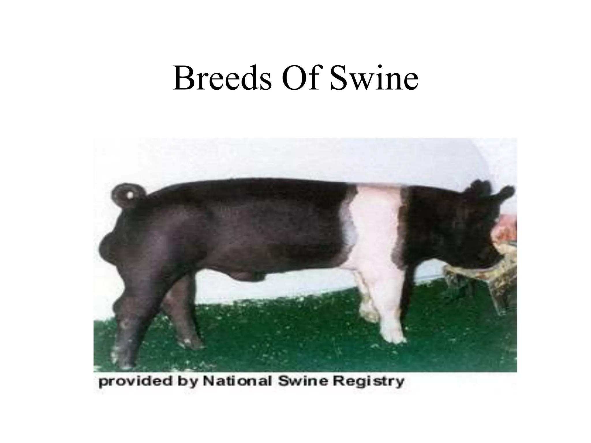 Breeds Of Swine | PPSX