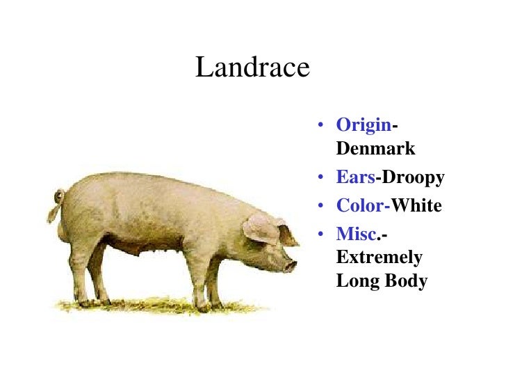 Breeds Of Swine
