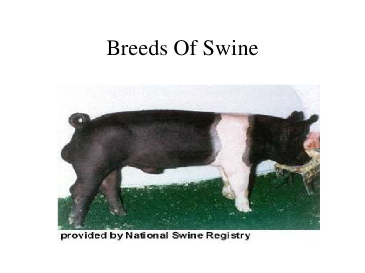 diffrent breeds of pigs