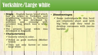 Yorkshire/Large white
• Origin – English bacon breed which
has its origin in Yorkshire and
neighboring countries in Northern
England. It was developed by
selection and crossing with
Leicester hog which was a white
dog.
• The present Large white was
developed in England.
• Characteristics
 Entirely white in color.
 Noted as good mothers (Mother
breed)
 They not only farrow or raise
large white
• Disadvantages
 Some individuals in this herd
are relatively short and with
big belly and they tend to
develop carcasses with excess
backfat.
 