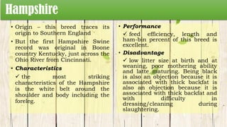 Hampshire
• Origin – this breed traces its
origin to Southern England
• But the first Hampshire Swine
record was original in Boone
country Kentucky, just across the
Ohio River from Cincinnati.
• Characteristics
 the most striking
characteristics of the Hampshire
is the white belt around the
shoulder and body including the
foreleg.
• Performance
 feed efficiency, length and
ham-bin percent of this breed is
excellent.
• Disadvantage
 low litter size at birth and at
weaning, poor mothering ability
and latte maturing. Being black
is also an objection because it is
associated with thick backfat is
also an objection because it is
associated with thick backfat and
with difficulty in
dressing/cleaning during
slaughtering.
 