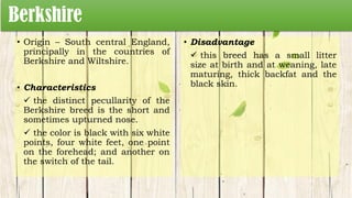 Berkshire
• Origin – South central England,
principally in the countries of
Berkshire and Wiltshire.
• Characteristics
 the distinct pecullarity of the
Berkshire breed is the short and
sometimes upturned nose.
 the color is black with six white
points, four white feet, one point
on the forehead; and another on
the switch of the tail.
• Disadvantage
 this breed has a small litter
size at birth and at weaning, late
maturing, thick backfat and the
black skin.
 
