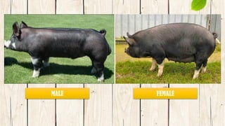 MALE FEMALE
 