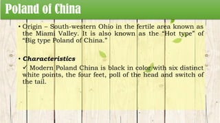 Poland of China
• Origin – South-western Ohio in the fertile area known as
the Miami Valley. It is also known as the “Hot type” of
“Big type Poland of China.”
• Characteristics
 Modern Poland China is black in color with six distinct
white points, the four feet, poll of the head and switch of
the tail.
 
