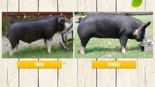 MALE FEMALE
 