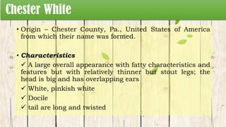 Chester White
• Origin – Chester County, Pa., United States of America
from which their name was formed.
• Characteristics
 A large overall appearance with fatty characteristics and
features but with relatively thinner but stout legs; the
head is big and has overlapping ears
 White, pinkish white
 Docile
 tail are long and twisted
 