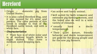 Hereford
• Origin – domestic pig from
United States.
• It is also called Hereford Hog, and
it was named for it’s color and
pattern. The color pattern of this
breed is similar to that of the
Hereford cattle breed, red with a
white face.
• Characteristics
 Their face is of white color and
is of medium length which is
slight dished. They have a
medium sized dropping ears.

an active and hardy animal.
well suited for both intensive and
extensive pig farming system, and
the breed also do well in a wide
variety of climates.
 usually have a docile
temperament.
 Their quiet nature, friendly
behavior and docile temperament
are good for the young people and
for the new pig farmers.
 