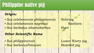 Philippine native pig
Origin:
• Sus celebenensis philippinensis Nehring
• Sus celebenensis negrinus Sanborn
• Sus barbatus ahoenobarbus Huet
Other Scientific Name
• Sus philippinensis Luzon Warty pig
• Sus barbatusPalawan Bearded pig
 