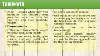 Tamworth
• Origin – Ireland where they were
known as “Irish Grazers”, being
given that name due to the fact
that they were such wonderful
foragers.
• Characteristics
 They were long of limb, long in
the snout and flat in the rib.
 They were active, hardy, good
rustlers, and very prolific, but
they were slow feeders and late in
maturing.
an active and hardy animal.
well suited for both intensive and
extensive pig farming system, and
the breed also do well in a wide
variety of climates.
 usually have a docile
temperament.
 Their quiet nature, friendly
behavior and docile temperament
are good for the young people and
for the new pig farmers.
 