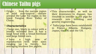 Chinese Taihu pigs
• Origin – from the narrow region
of mild sub-tropical climate
around the Lake Tai region in the
lower Yangtze River Valley of
China.
• Characteristics
large one, black in colour with a
heavily wrinkled face. It has a
large head with a broad forehead
and large folded ears.
 have a high rate of
reproduction with litter sizes
ranging up to twenty, but
averaging fourteen live piglets.
This characteristic, as well as
their resistance to disease, has
resulted in interest in the pigs for
research into breeding and
genetic engineering.
 Taihu pigs have been established
in France, Albania, Hungary,
Japan, the UK and the US.
 