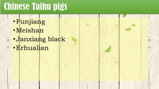 Chinese Taihu pigs
•Funjiang
•Meishan
•Janxiang black
•Erhualian
 