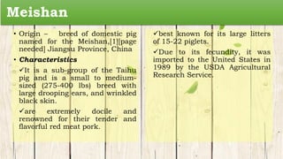 Meishan
• Origin – breed of domestic pig
named for the Meishan,[1][page
needed] Jiangsu Province, China
• Characteristics
It is a sub-group of the Taihu
pig and is a small to medium-
sized (275-400 lbs) breed with
large drooping ears, and wrinkled
black skin.
are extremely docile and
renowned for their tender and
flavorful red meat pork.
best known for its large litters
of 15-22 piglets.
Due to its fecundity, it was
imported to the United States in
1989 by the USDA Agricultural
Research Service.
 