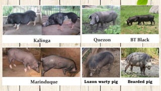 Luzon warty pig Bearded pig
 