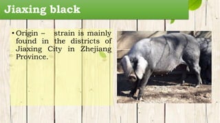 Jiaxing black
• Origin – strain is mainly
found in the districts of
Jiaxing City in Zhejiang
Province.
 