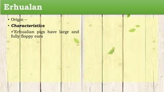 Erhualan
• Origin –
• Characteristics
Erhualian pigs have large and
fully floppy ears
 