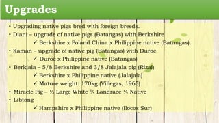 Upgrades
• Upgrading native pigs bred with foreign breeds.
• Diani – upgrade of native pigs (Batangas) with Berkshire
 Berkshire x Poland China x Philippine native (Batangas).
• Kaman – upgrade of native pig (Batangas) with Duroc
 Duroc x Philippine native (Batangas)
• Berkjala – 5/8 Berkshire and 3/8 Jalajala pig (Rizal)
 Berkshire x Philippine native (Jalajala)
 Mature weight: 170kg (Villegas, 1965)
• Miracle Pig – ½ Large White ¼ Landrace ¼ Native
• Libtong
 Hampshire x Philippine native (Ilocos Sur)
 